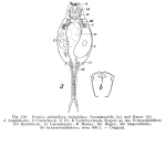 Proales halophila - Original description image