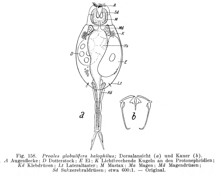 Proales halophila - Original description image
