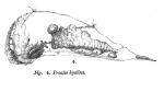 Proales hyalina