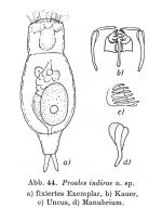 Proales indirae - Original description image