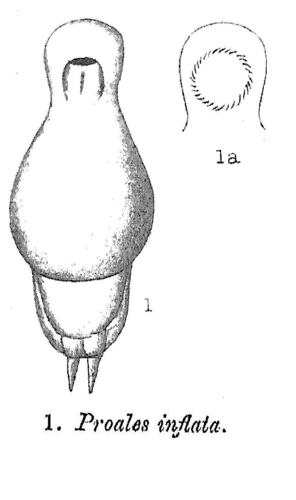 Proales inflata - Original description image