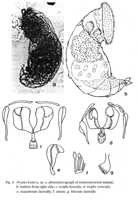 Proales kostei - Original description image