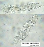 Proales laticauda