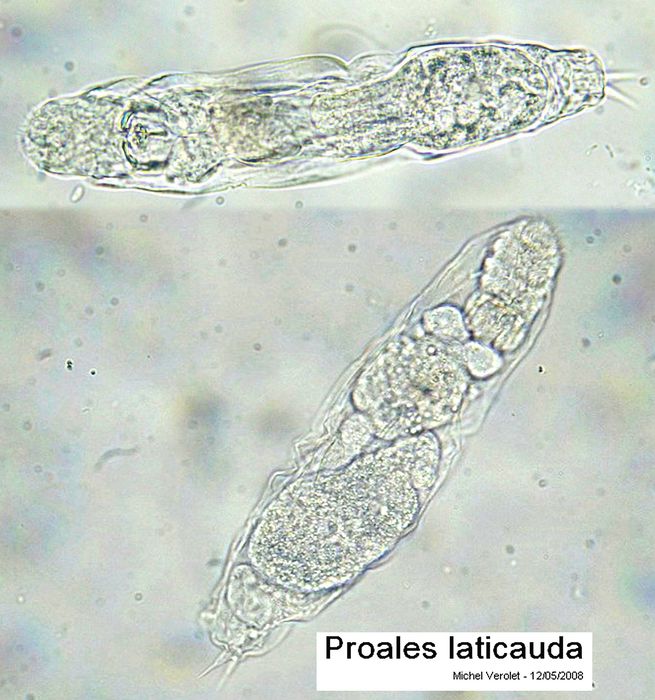Proales laticauda Proales laticauda