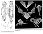 Proales laticauda