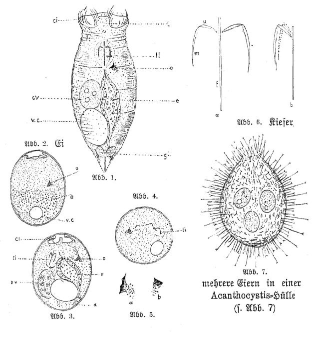 Proales latrunculus - Original description image