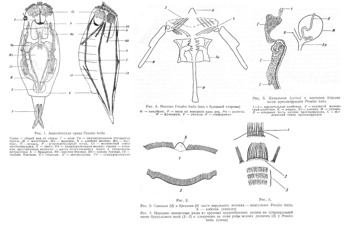Proales lenta - Original description image