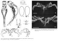 Proales litoralis