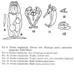 Proales longidactyla - Original description image