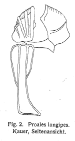 Proales longipes