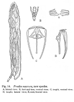 Proales macrura - Original description image