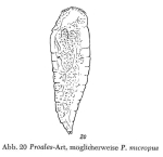 Proales micropus