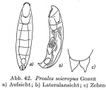 Proales micropus