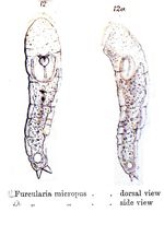 Proales micropus - Original description image