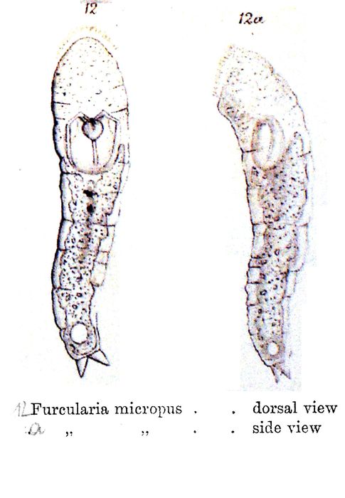Proales micropus - Original description image