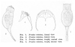 Proales minima