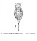Proales minima
