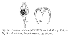 Proales minima