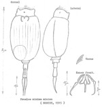 Proales minima