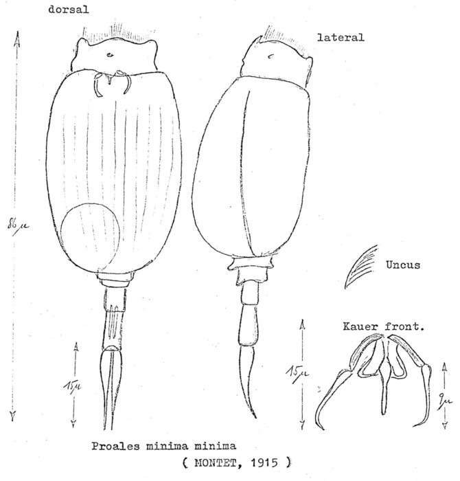 Proales minima Proales minima