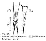 Proales minima