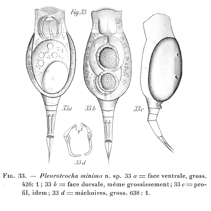 Proales minima - Original description image