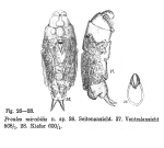 Proales mirabilis - Original description image
