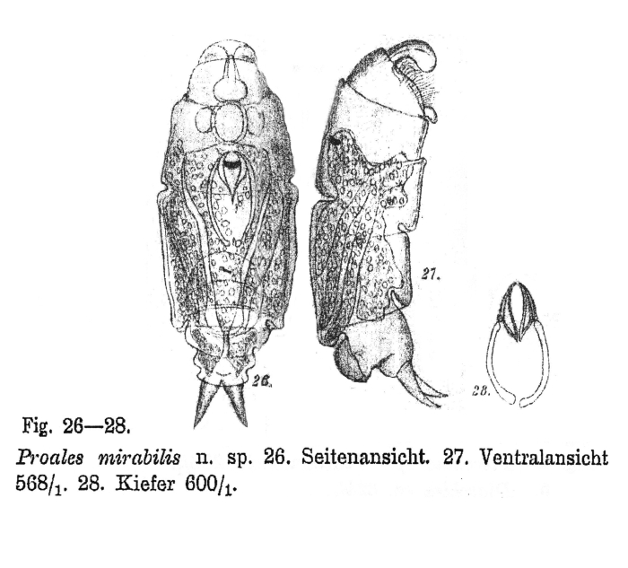 Proales mirabilis - Original description image