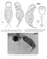 Proales namibiensis - Original description image