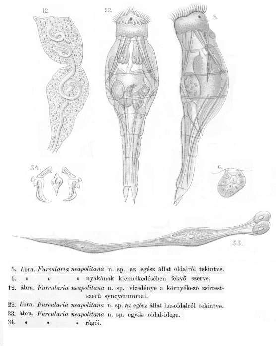 Proales neapolitana - Original description image