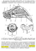Proales nova - Original description image