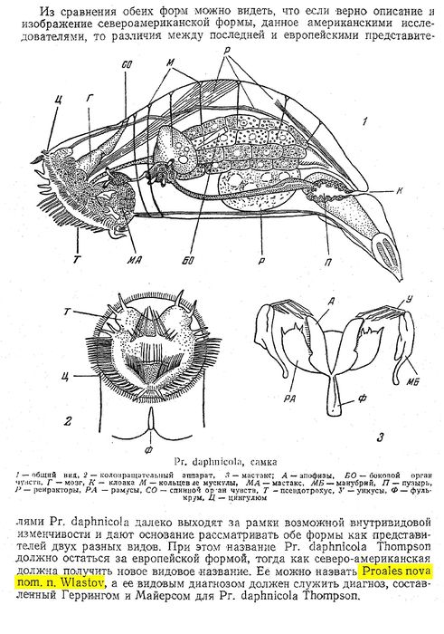 Proales nova - Original description image