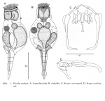 Proales oculata - Original description image