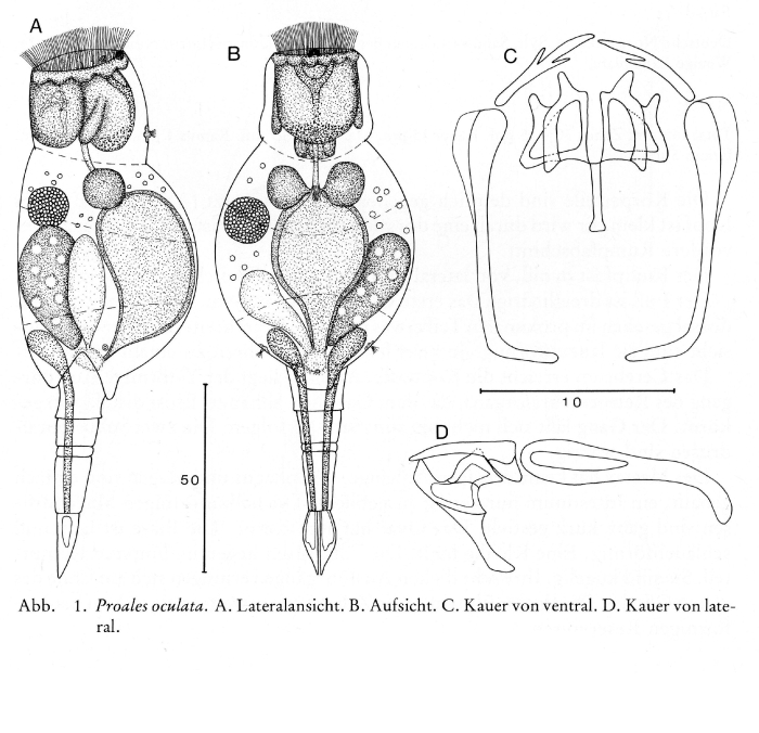 Proales oculata - Original description image
