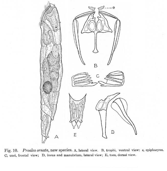 Proales ornata