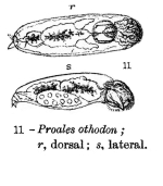 Proales othodon - Original description image