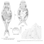 Proales paguri - Original description image