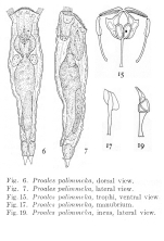 Proales palimmeka - Original description image