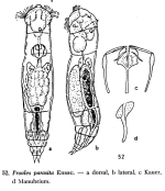 Proales parasita