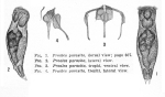 Proales parasita