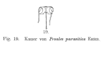 Proales parasita