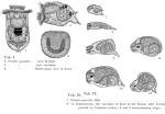 Proales parasita
