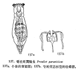 Proales parasita