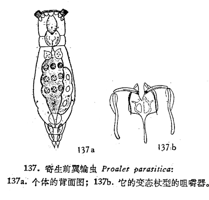 Proales parasita