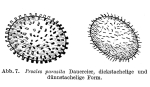 Proales parasita