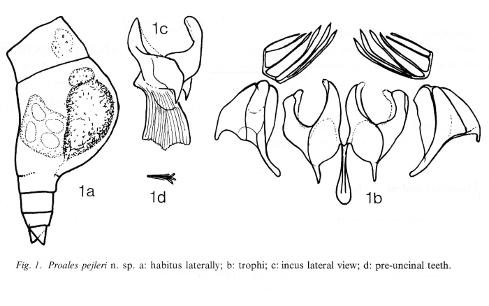 Proales pejleri - Original description image