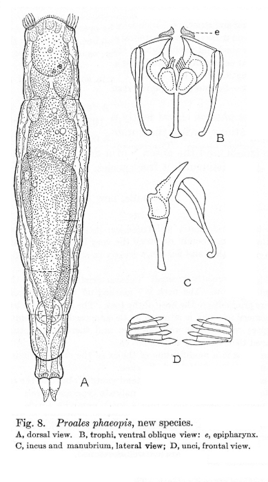 Proales phaeopis - Original description image