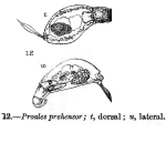 Proales prehensor - Original description image