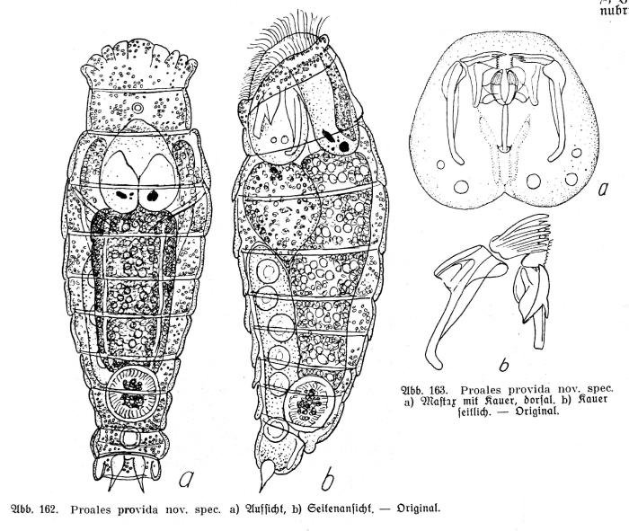 Proales provida - Original description image