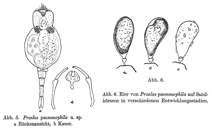 Proales psammophila - Original description image
